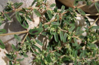 Euphorbe de Jovet, Euphorbe maculée Euphorbia maculata L., 1753