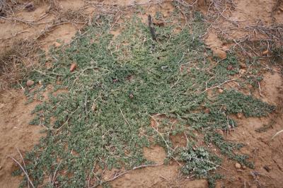 Euphorbe rampante Euphorbia serpens Kunth, 1817
