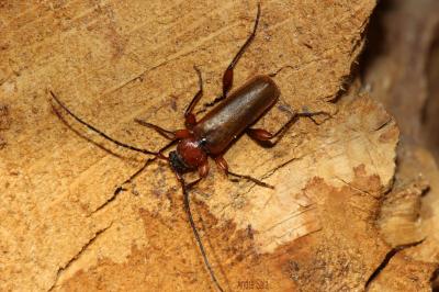  Phymatodes testaceus (Linnaeus, 1758)