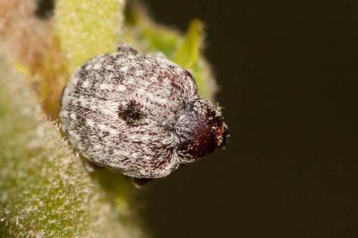 Charançon gris de la scrophulaire Cionus hortulanus (Geoffroy, 1785)
