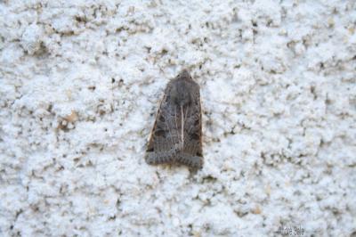  Agrochola lunosa (Haworth, 1809)