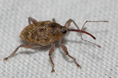  Curculio glandium Marsham, 1802