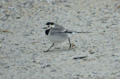 Bergeronnette grise Motacilla alba Linnaeus, 1758
