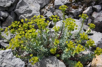 Euphorbe de Nice Euphorbia nicaeensis All., 1785