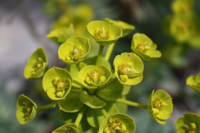 Euphorbe de Nice Euphorbia nicaeensis All., 1785