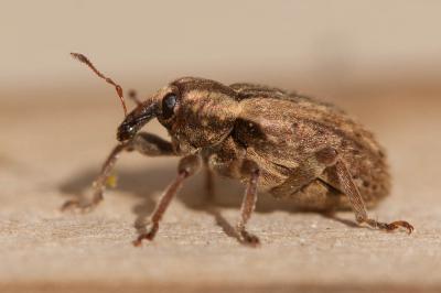  Hypera postica (Gyllenhal, 1813)