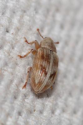 Ellescus infirmus (Herbst, 1795)