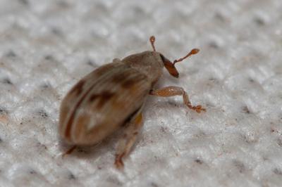  Ellescus infirmus (Herbst, 1795)
