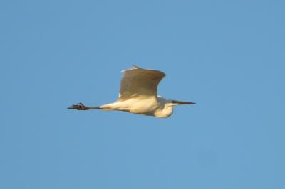 Grande Aigrette Ardea alba Linnaeus, 1758