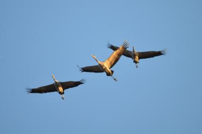 Grue cendrée Grus grus (Linnaeus, 1758)