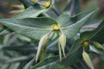 Euphorbe épurge, Euphorbe des jardins Euphorbia lathyris L., 1753