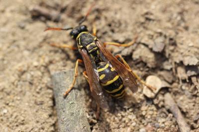  Polistes Latreille, 1802