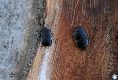  Hololepta plana (Sulzer, 1776)