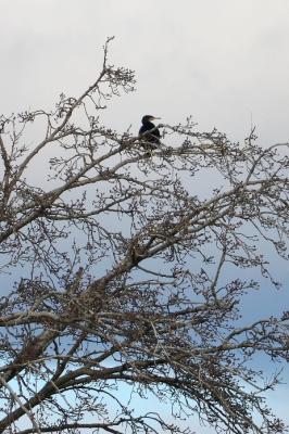 Grand Cormoran Phalacrocorax carbo sinensis (Shaw & Nodder, 1801)