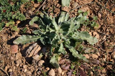Souci des champs, Gauchefer Calendula arvensis L., 1763