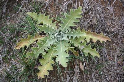 Molène sinuée Verbascum sinuatum L., 1753