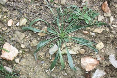 Plantain lancéolé, Herbe aux cinq coutures Plantago lanceolata L., 1753