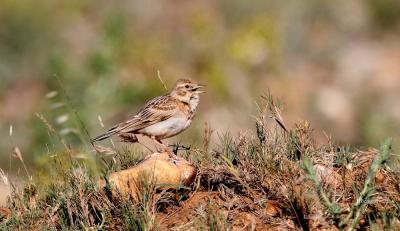Alouette calandrelle Calandrella brachydactyla (Leisler, 1814)
