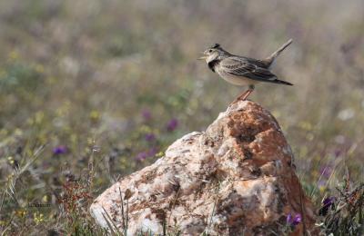 Alouette calandre Melanocorypha calandra (Linnaeus, 1766)