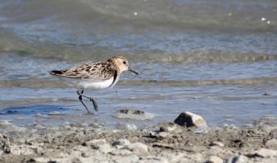 Bécasseau minute Calidris minuta (Leisler, 1812)