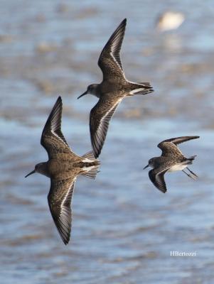 Bécasseau variable Calidris alpina (Linnaeus, 1758)