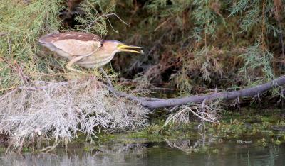 Butor blongios, Blongios nain Ixobrychus minutus (Linnaeus, 1766)