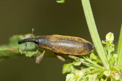 Lixe poudreux Lixus pulverulentus (Scopoli, 1763)