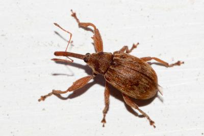  Anthonomus rectirostris (Linnaeus, 1758)