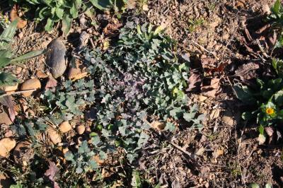 Laiteron rude, Laiteron piquant Sonchus asper (L.) Hill, 1769