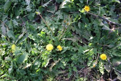 Pissenlit à feuilles obovales Taraxacum obovatum (Waldst. & Kit. ex Willd.) DC., 1809