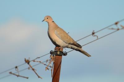 Tourterelle turque Streptopelia decaocto (Frivaldszky, 1838)