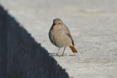 Rougequeue noir Phoenicurus ochruros (S. G. Gmelin, 1774)