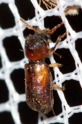  Scobicia chevrieri (A. Villa & G.B. Villa, 1835)