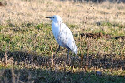 Héron garde-boeufs Bubulcus ibis (Linnaeus, 1758)