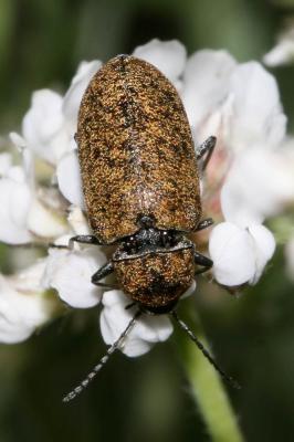  Mycterus curculioides (Fabricius, 1781)