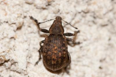  Liophloeus tessulatus (O.F. Müller, 1776)