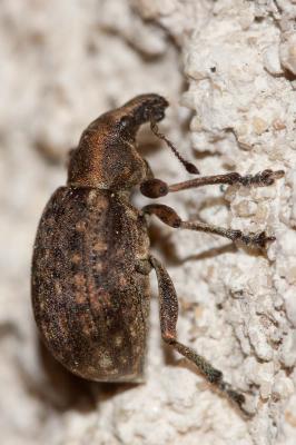  Liophloeus tessulatus (O.F. Müller, 1776)