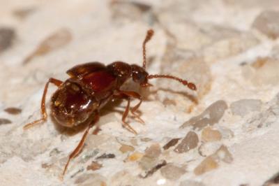  Brachygluta perforata (Aubé, 1833)