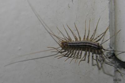  Scutigera coleoptrata (Linnaeus, 1758)