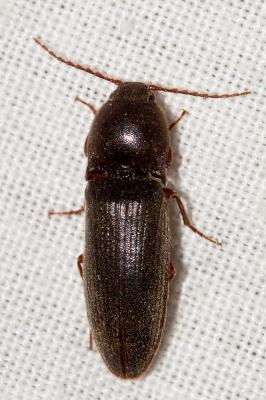  Melanotus crassicollis (Erichson, 1841)