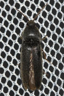  Melanotus tenebrosus (Erichson, 1841)