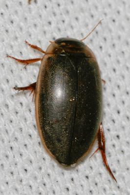 Ditique picoté Rhantus suturalis (W.S. MacLeay, 1825)