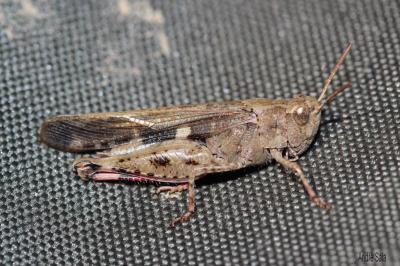 OEdipode automnale, Criquet farouche  Aiolopus strepens (Latreille, 1804)