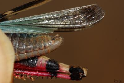 OEdipode automnale, Criquet farouche  Aiolopus strepens (Latreille, 1804)