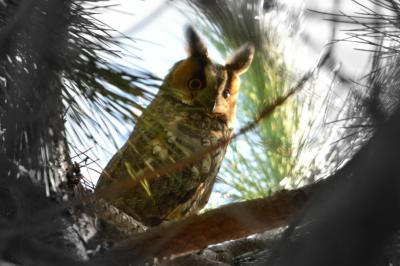 Hibou moyen-duc Asio otus (Linnaeus, 1758)