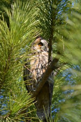 Hibou moyen-duc Asio otus (Linnaeus, 1758)