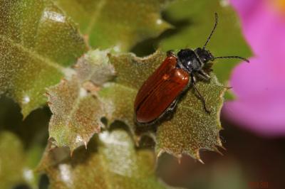 Omophlus orangé Omophlus lepturoides (Fabricius, 1787)