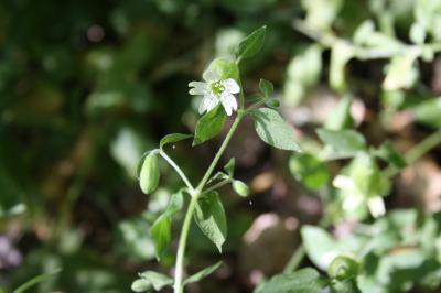 Cucubale couchée Silene baccifera (L.) Roth, 1788