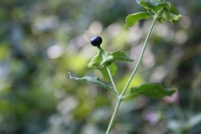 Cucubale couchée Silene baccifera (L.) Roth, 1788
