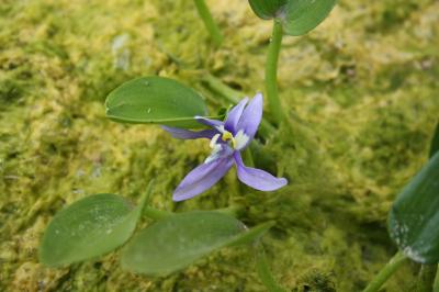 Hétéranthère des marais Heteranthera limosa (Sw.) Willd., 1801